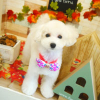 【本店】2019年11月8日のワンちゃん達♪