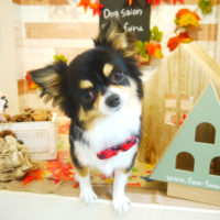 【本店】2019年11月9日のワンちゃん達♪