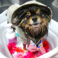 【本店】2019年11月10日のワンちゃん達♪