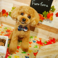 【本店】2019年11月11日のワンちゃん達♪