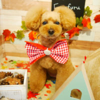 【本店】2019年11月14日のワンちゃん達♪