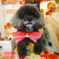 【本店】2019年11月15日のワンちゃん達♪