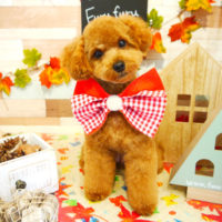 【本店】2019年11月16日のワンちゃん達♪