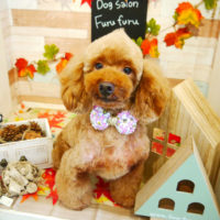 【本店】2019年11月17日のワンちゃん達♪