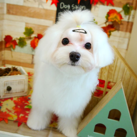 【本店】2019年11月18日のワンちゃん達♪