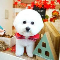 【本店】2019年11月20日のワンちゃん達♪