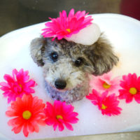 【本店】2019年11月21日のワンちゃん達♪