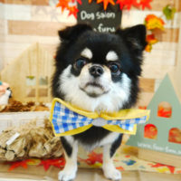 【本店】2019年11月24日のワンちゃん達♪