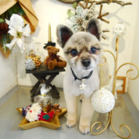 【本店】2019年11月25日のワンちゃん達♪