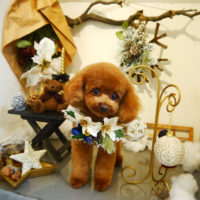 【本店】2019年11月27日のワンちゃん達♪