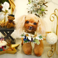 【本店】2019年11月28日のワンちゃん達♪