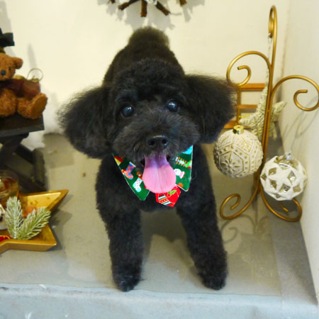 【本店】2019年11月29日のワンちゃん達♪