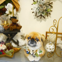 【本店】2019年11月30日のワンちゃん達♪