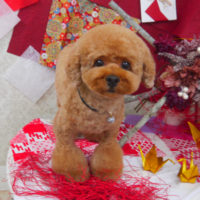 【山手店】2019年11月1日のワンちゃん達♪