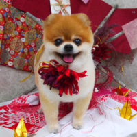 【山手店】2019年11月3日のワンちゃん達♪