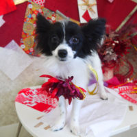 【山手店】2019年11月4日のワンちゃん達♪