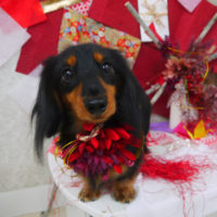 【山手店】2019年11月7日のワンちゃん達♪