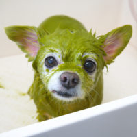 【山手店】2019年11月8日のワンちゃん達♪