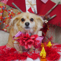 【山手店】2019年11月9日のワンちゃん達♪