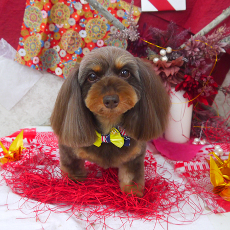 【山手店】2019年11月11日のワンちゃん達♪