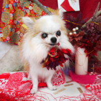 【山手店】2019年11月14日のワンちゃん達♪