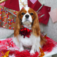 【山手店】2019年11月15日のワンちゃん達♪