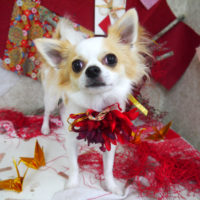 【山手店】2019年11月16日のワンちゃん達♪