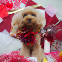 【山手店】2019年11月17日のワンちゃん達♪