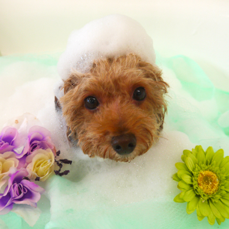 【山手店】2019年11月18日のワンちゃん達♪