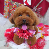 【山手店】2019年11月21日のワンちゃん達♪