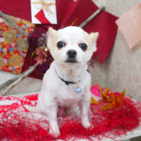 【山手店】2019年11月22日のワンちゃん達♪