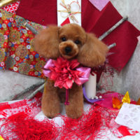 【山手店】2019年11月23日のワンちゃん達♪