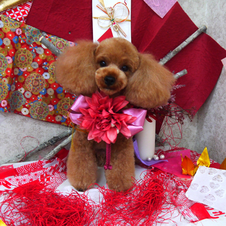 【山手店】2019年11月23日のワンちゃん達♪