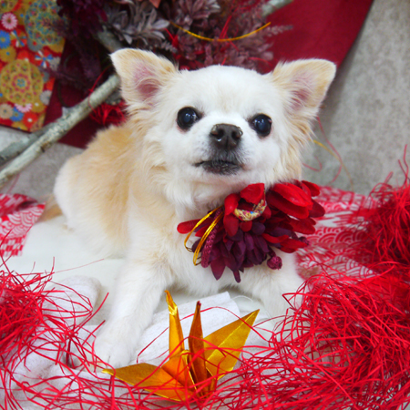 【山手店】2019年11月24日のワンちゃん達♪