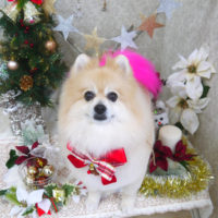 【山手店】2019年11月28日のワンちゃん達♪