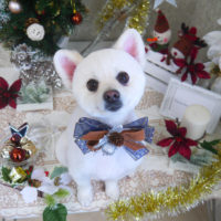 【山手店】2019年11月29日のワンちゃん達♪