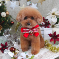 【山手店】2019年11月30日のワンちゃん達♪