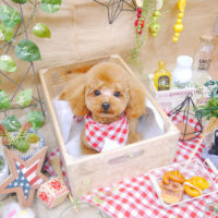 【池下店】2019年11月3日のワンちゃん達♪