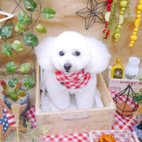 【池下店】2019年11月4日のワンちゃん達♪