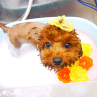 【池下店】2019年11月7日のワンちゃん達♪