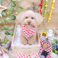 【池下店】2019年11月8日のワンちゃん達♪