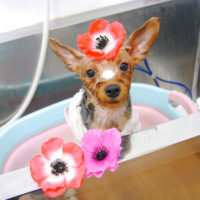 【池下店】2019年11月9日のワンちゃん達♪