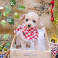 【池下店】2019年11月10日のワンちゃん達♪