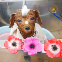 【池下店】2019年11月14日のワンちゃん達♪