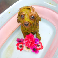 【池下店】2019年11月15日のワンちゃん達♪