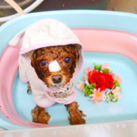 【池下店】2019年11月16日のワンちゃん達♪