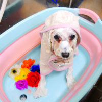 【池下店】2019年11月17日のワンちゃん達♪