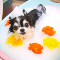 【池下店】2019年11月18日のワンちゃん達♪