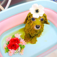 【池下店】2019年11月21日のワンちゃん達♪