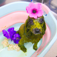 【池下店】2019年11月22日のワンちゃん達♪